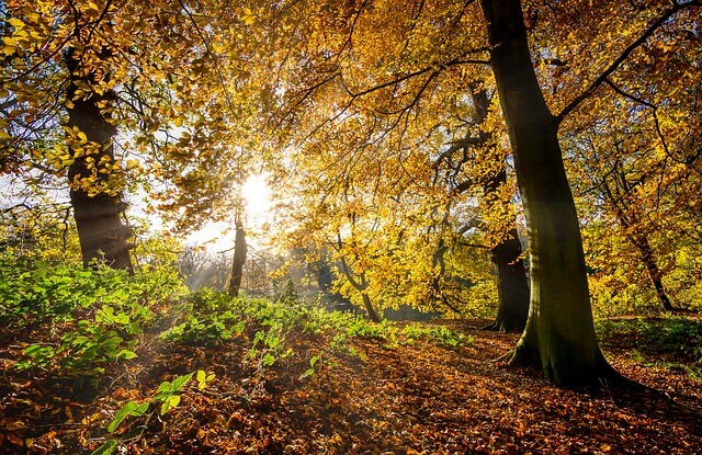 Autumn in Yorkshire