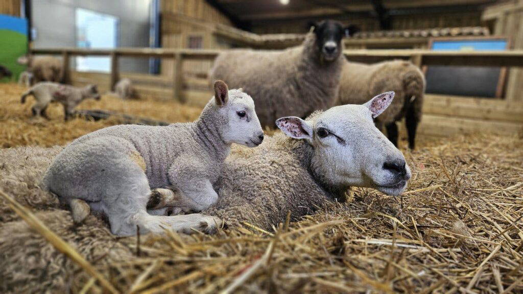 spring in yorkshire with monk park farm lambing
