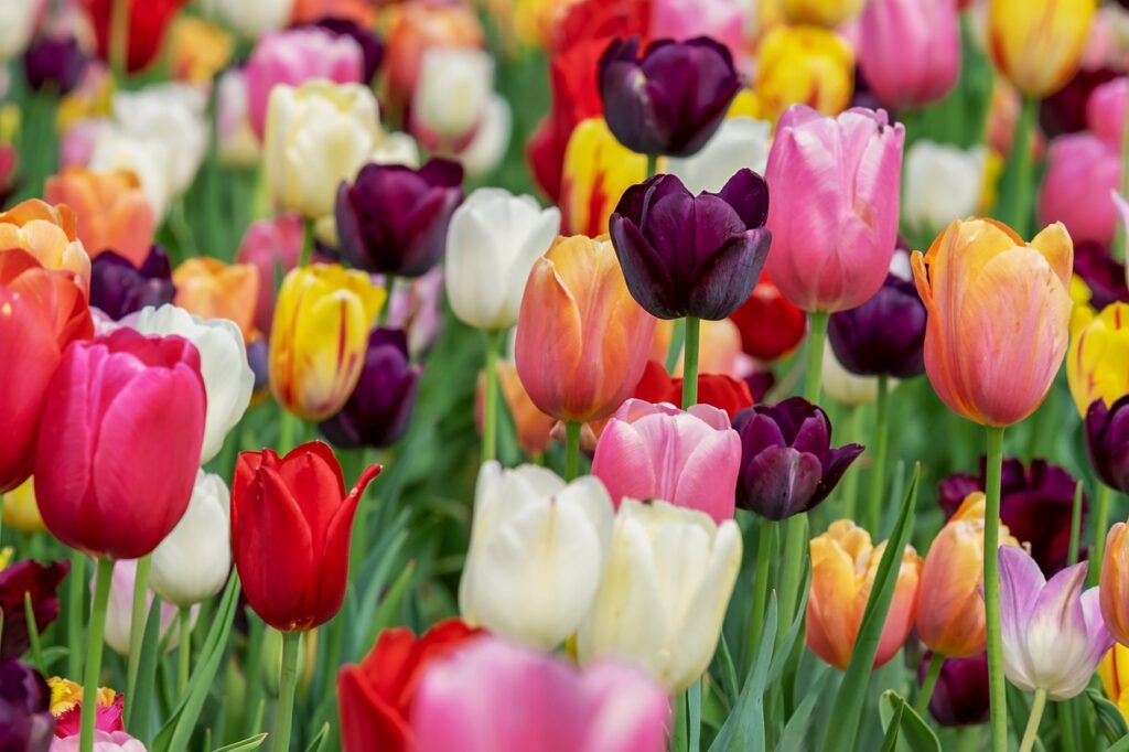 tulips are spring flowers